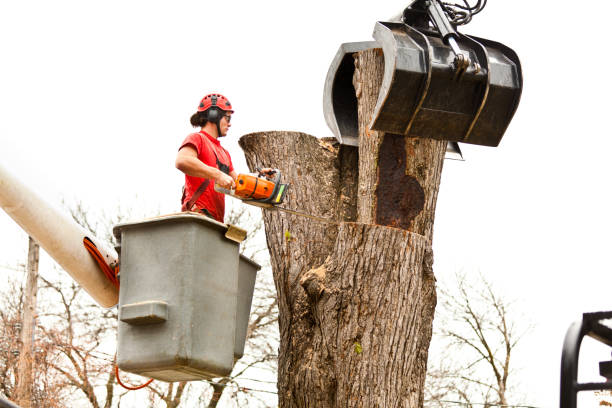  Maud, TX Tree Care Pros